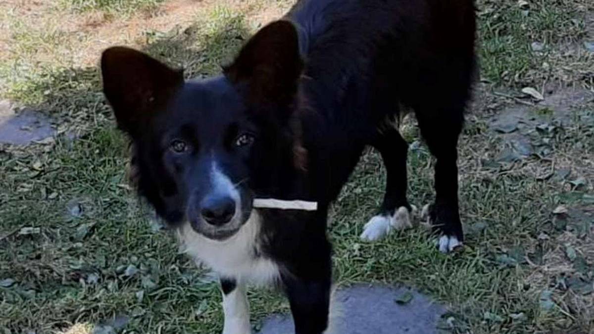 A soli 9 mesi Leo deve trovare una casa
