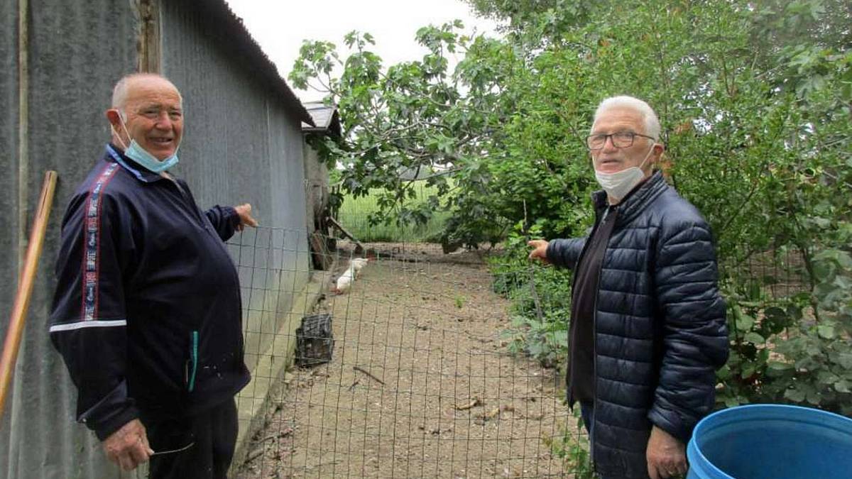 San Mauro Pascoli, volpe uccide dieci galline