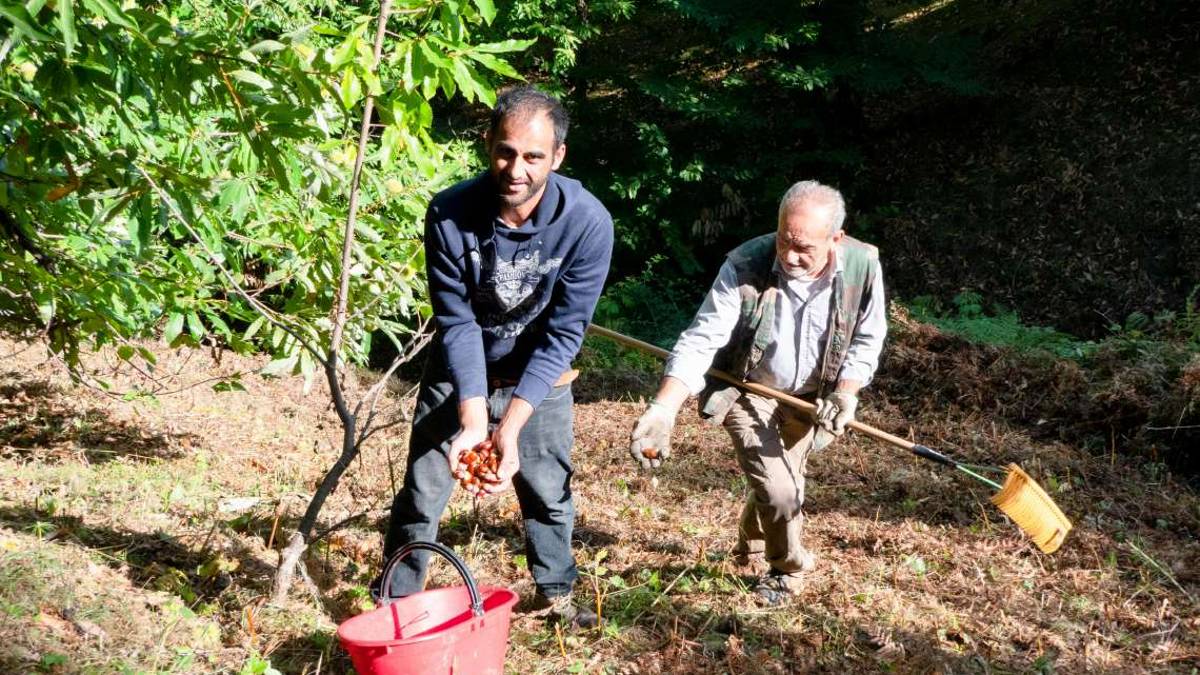 Imola, tra siccità e vespa cinese stagione difficile per i marroni