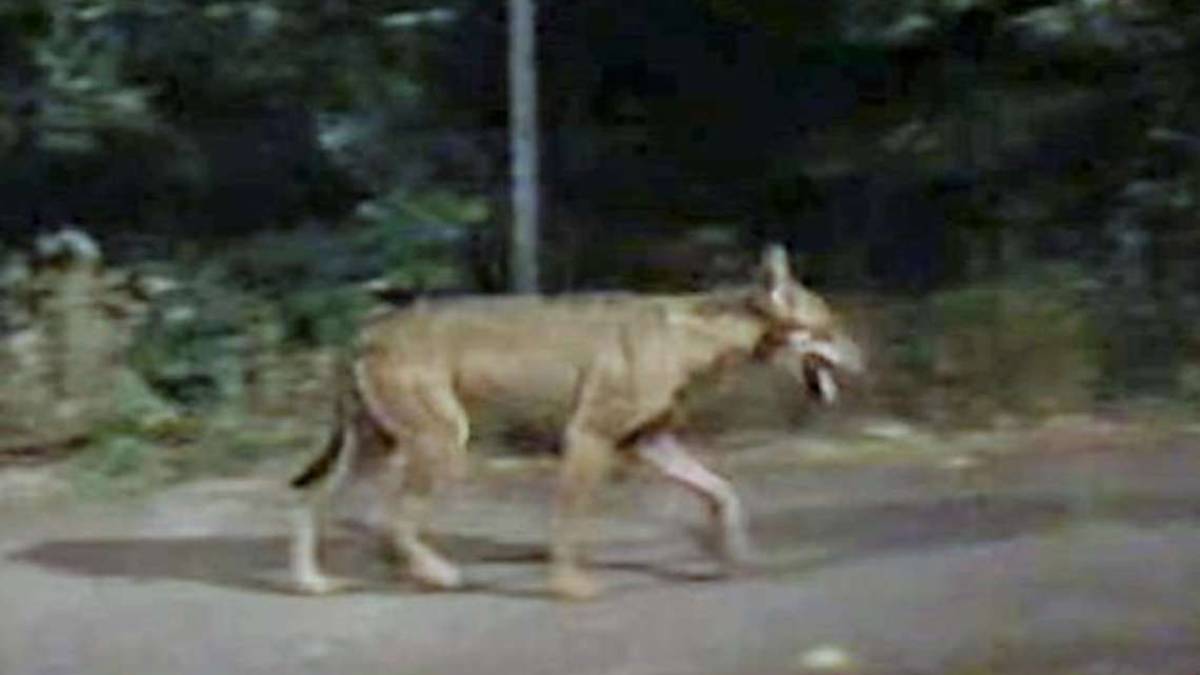 Forlì. Avvistato un lupo in via Ribolle VIDEO