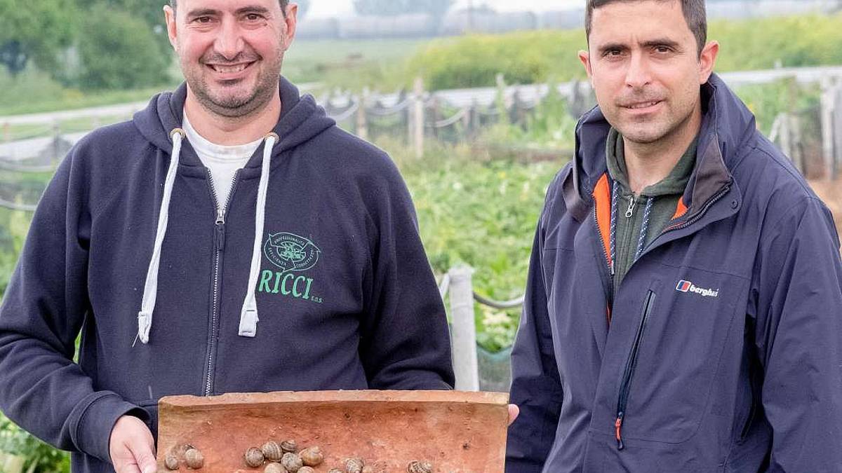 Ecco le chiocciole romagnole dal “pascolo” biologico alla tavola