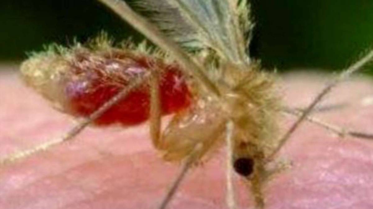 Cesena. Meningite: in Rianimazione dopo la puntura di un insetto