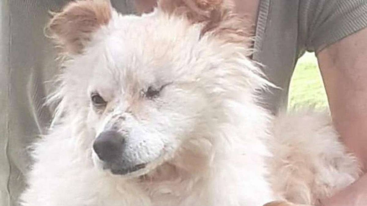 Il dolcissimo Ralph abbandonato in una discarica