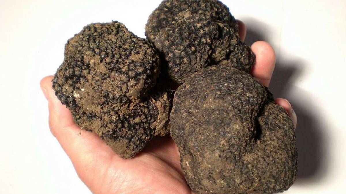 Periodo di tartufi: sono un modello di sostenibilità. Dove trovarli