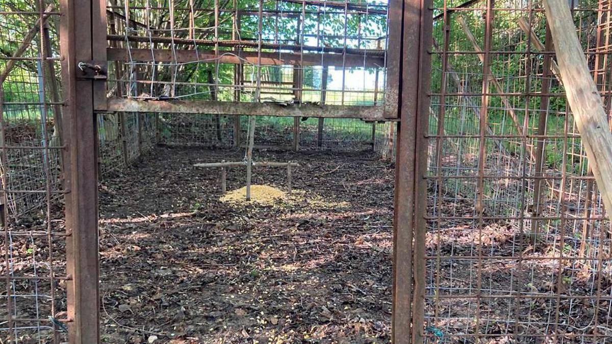 Cesena: Crudele trappola abusiva per cinghiali