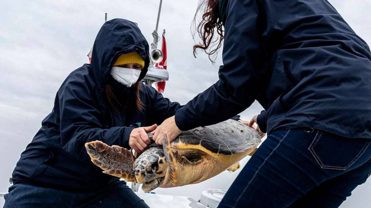 Fondazione Cetacea: 11 tartarughe recuperate in 7 giorni