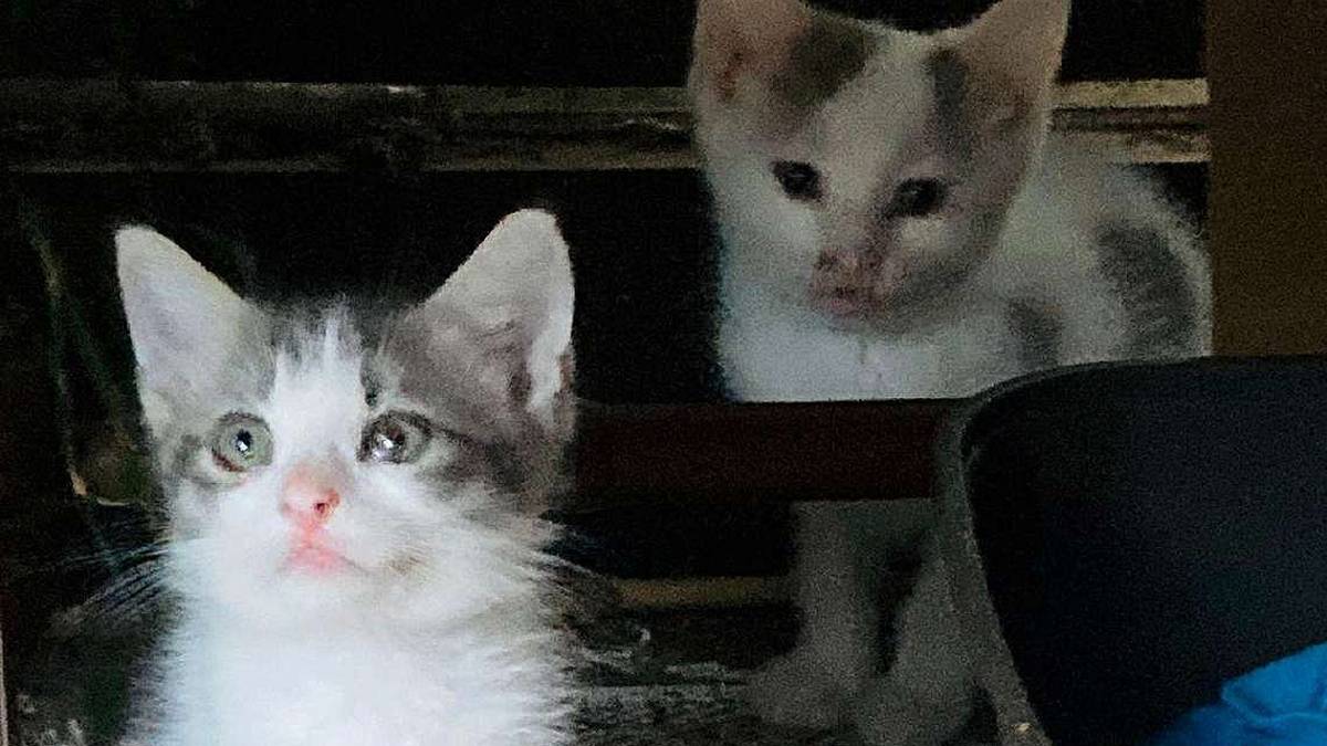 I gattini abbandonati