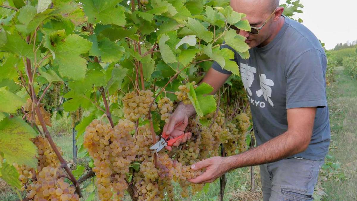 Cali produttivi e rincari: vendemmia romagnola a metà
