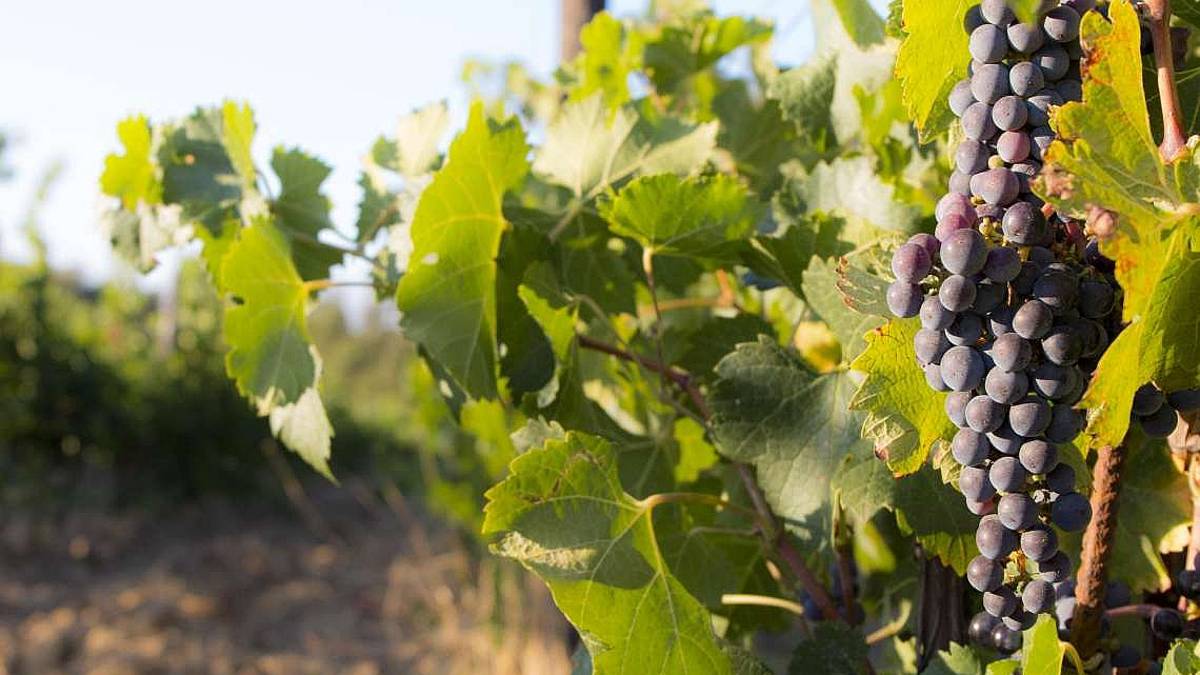 Vendemmia 2021 buona, la sfida ora è sui mercati