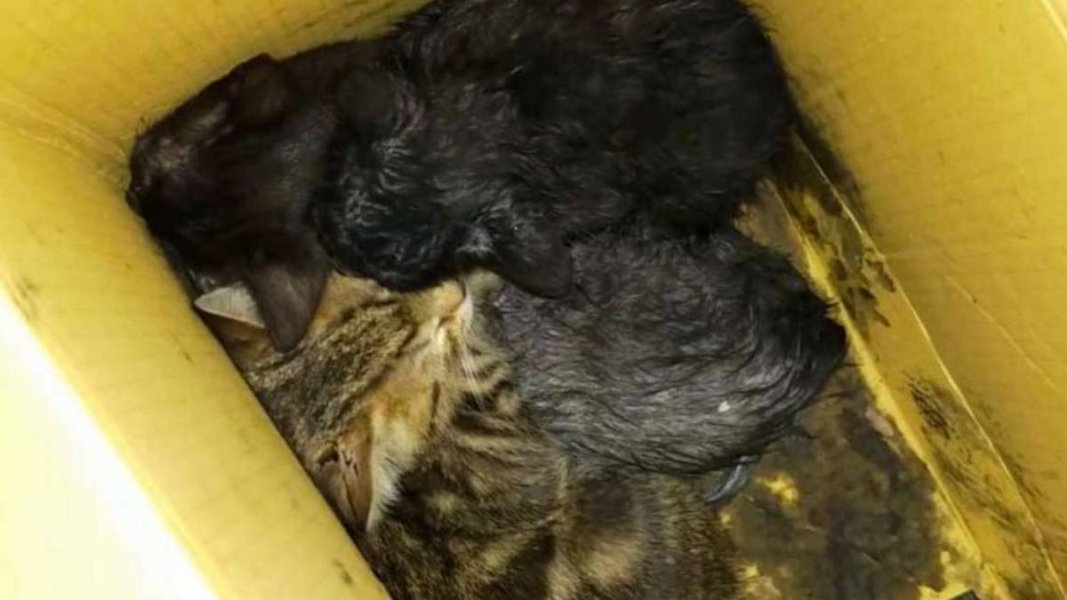 Savignano, droga trovata nell'incendio: leggera come la pena