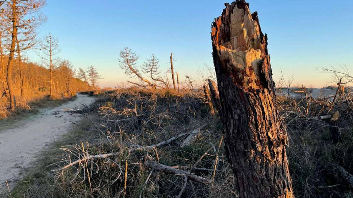 Ravenna, meno pioggia e acqua salata: così la pineta si secca