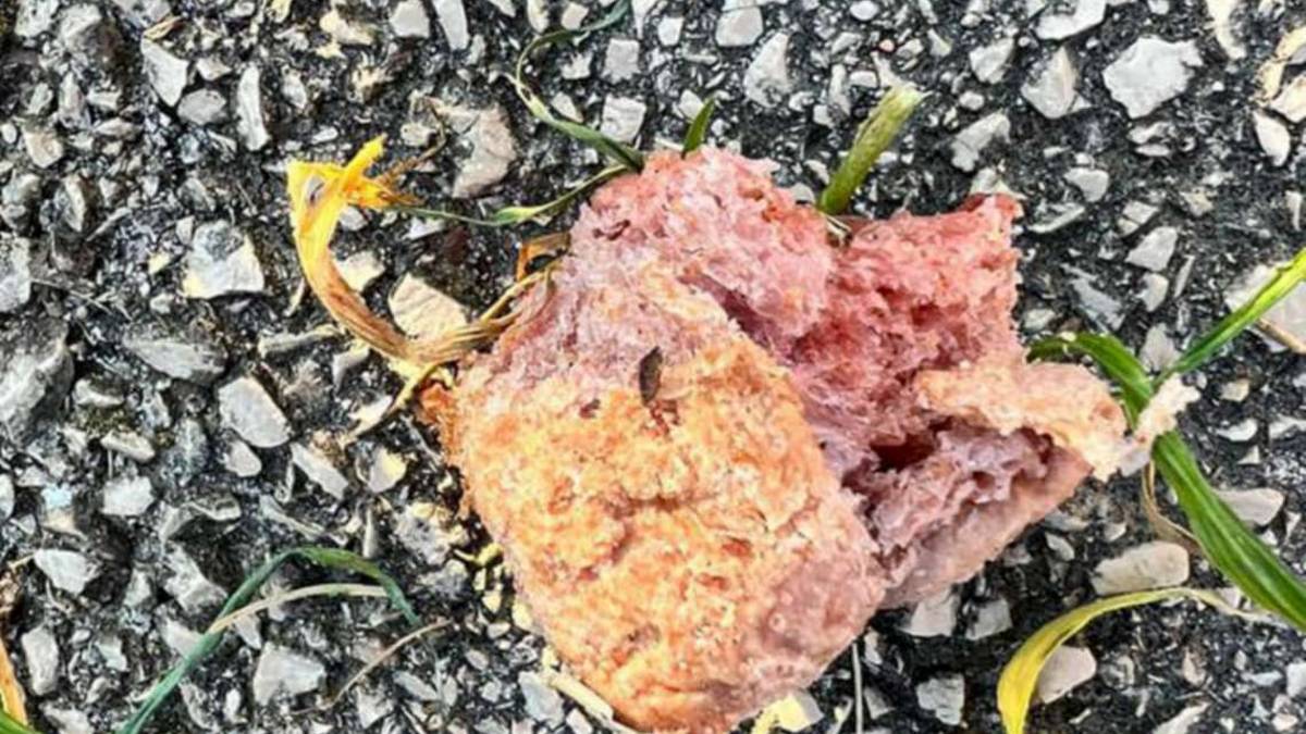 Allarme cani, polpette avvelenate trovate a Rimini