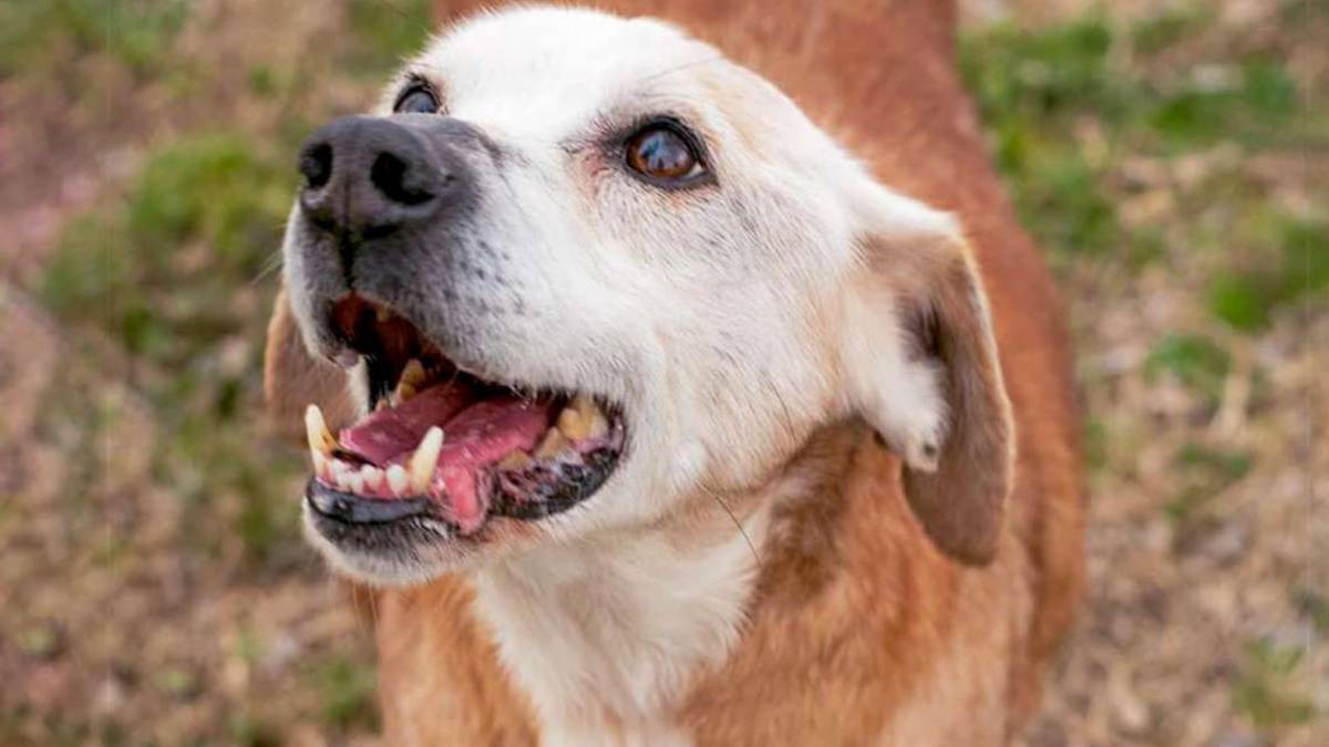 Tonic non si arrende, una vitalità contagiosa