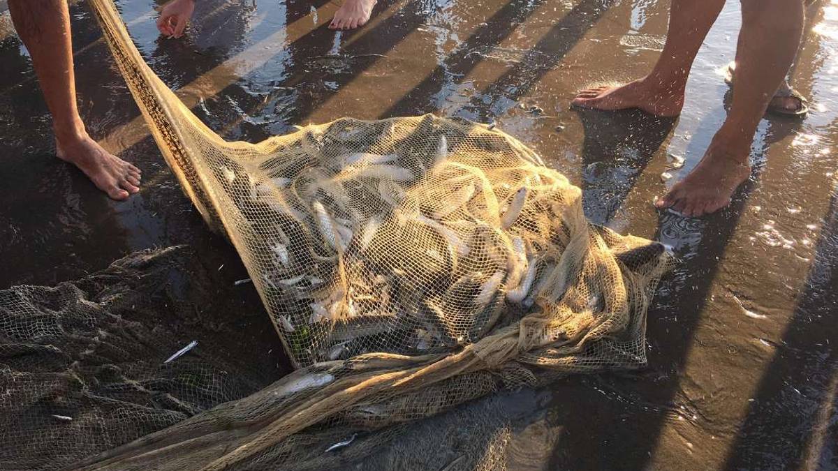 L’Adriatico è sovrasfruttato, critica la situazione della pesca