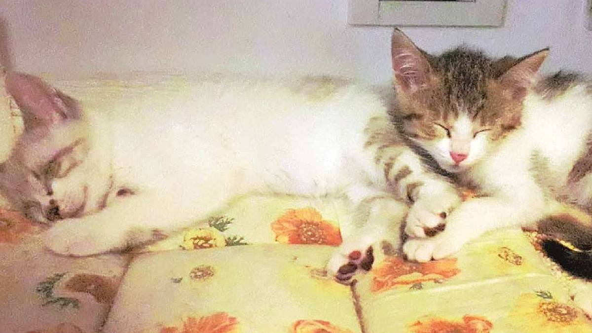 Timo e Teo ancora in attesa