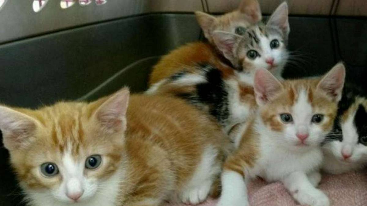 Allarme gatti randagi: abbandoni e rinunce