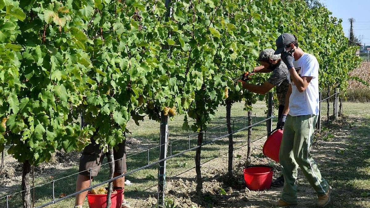 Siccità, calo del 30% nella vendemmia nelle colline forlivesi