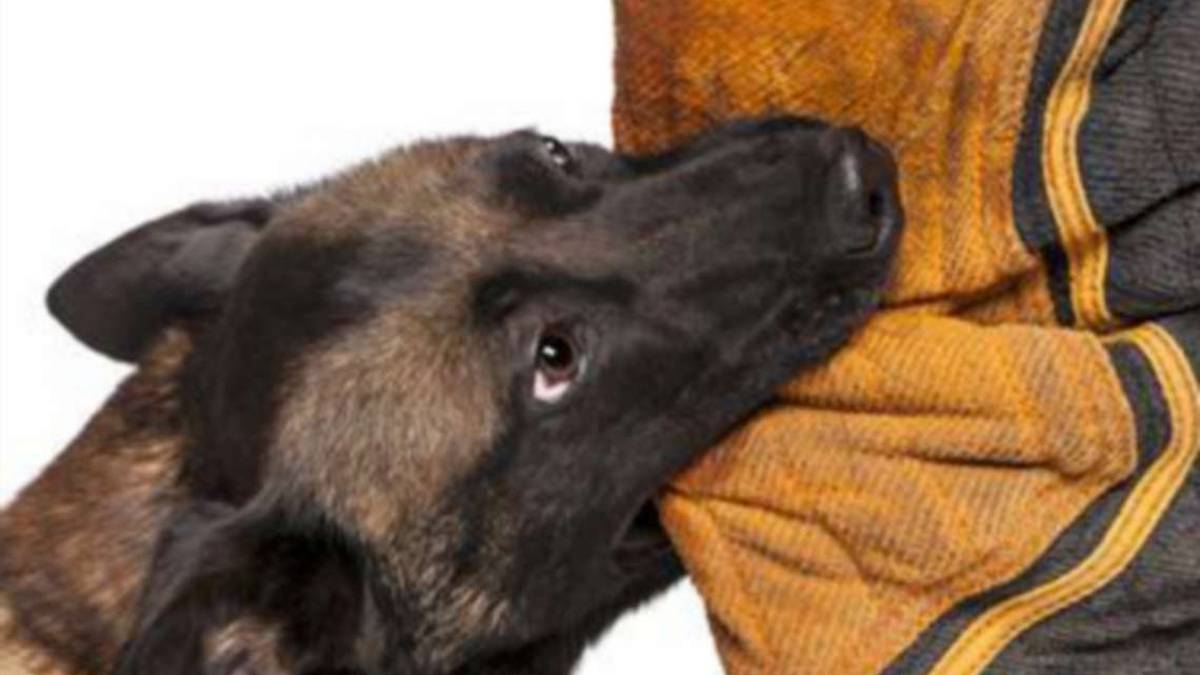 Sarsina: azzannata dal cane dell'amica finisce all'ospedale