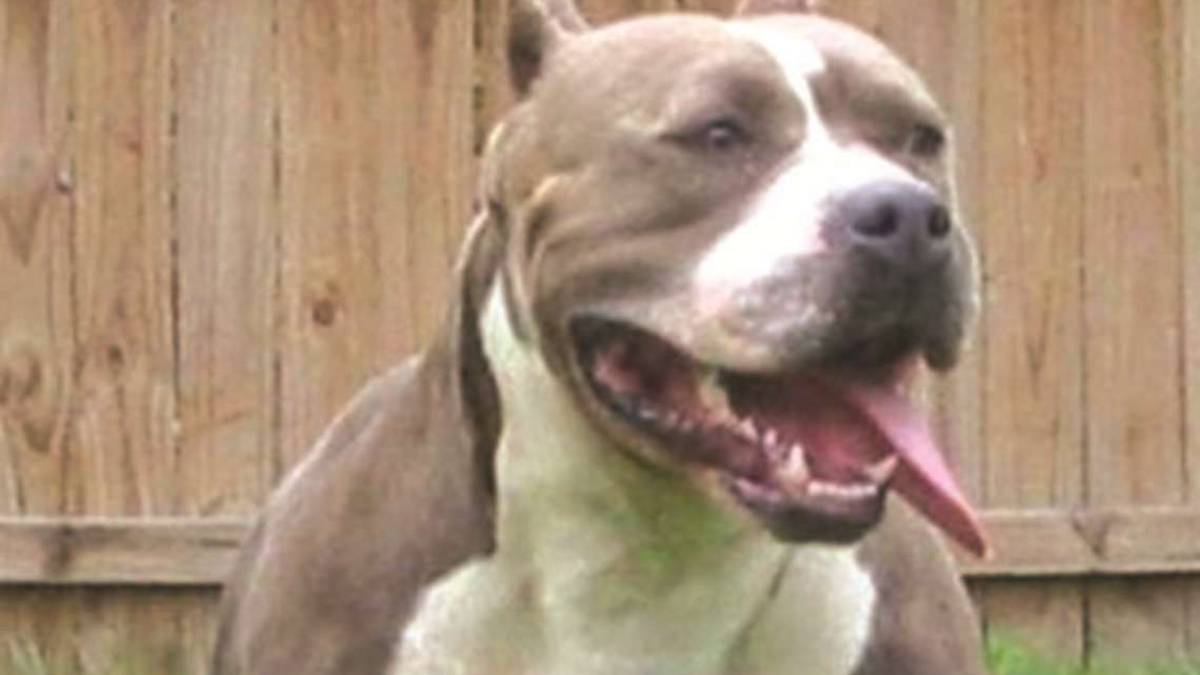 Alfonsine, pitbull lo azzanna al cimitero mentre visita la tomba della moglie