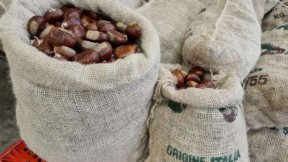 L'autunno caldo delle castagne: i prezzi sono alle stelle