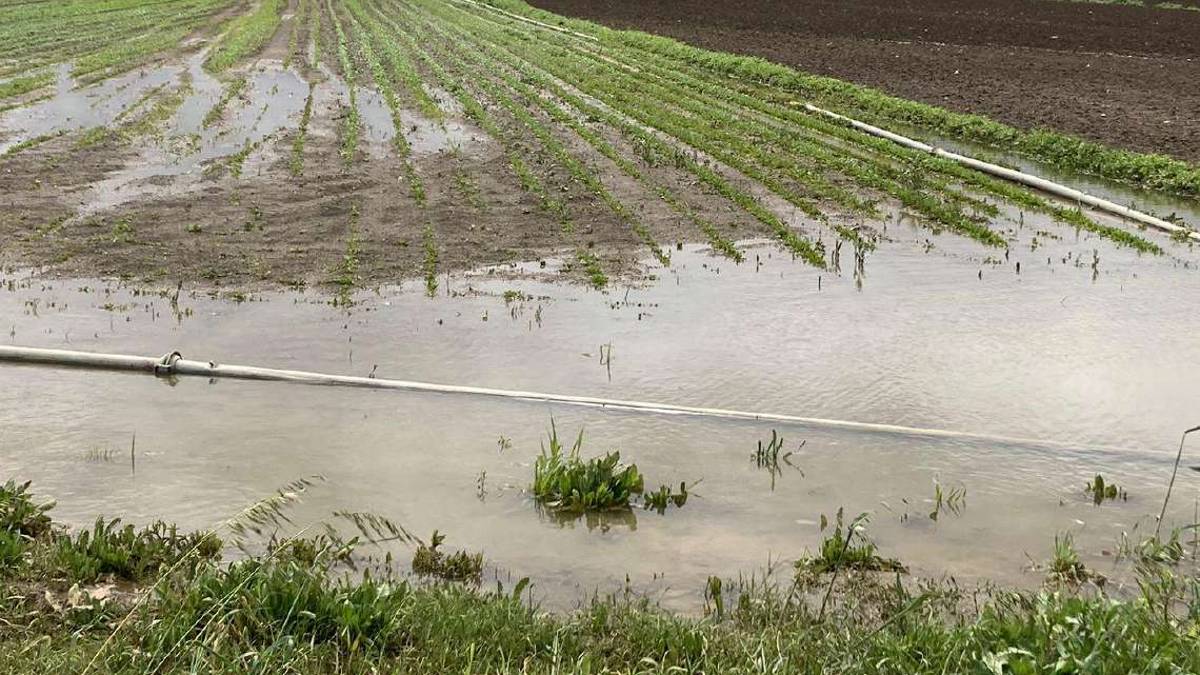 Rimini, colture asfissiate dall'acqua o erose dalle frane in collina