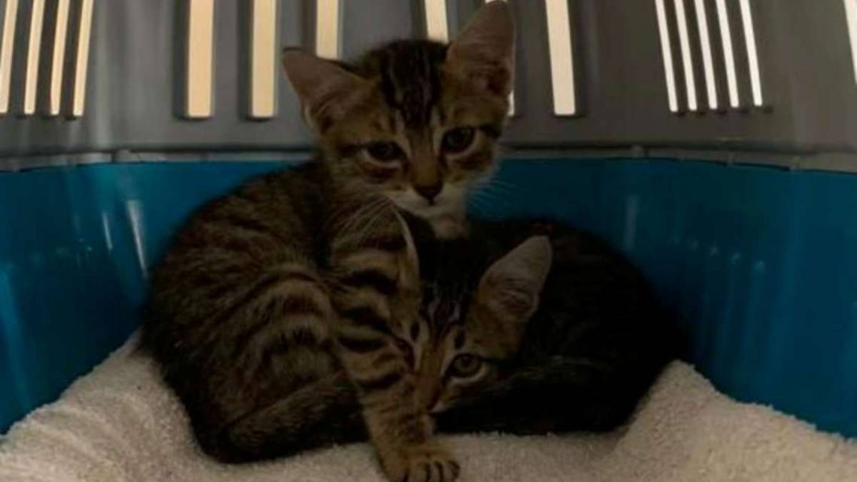 Massa, sentono miagolare nell'erba. Salvati due gattini abbandonati