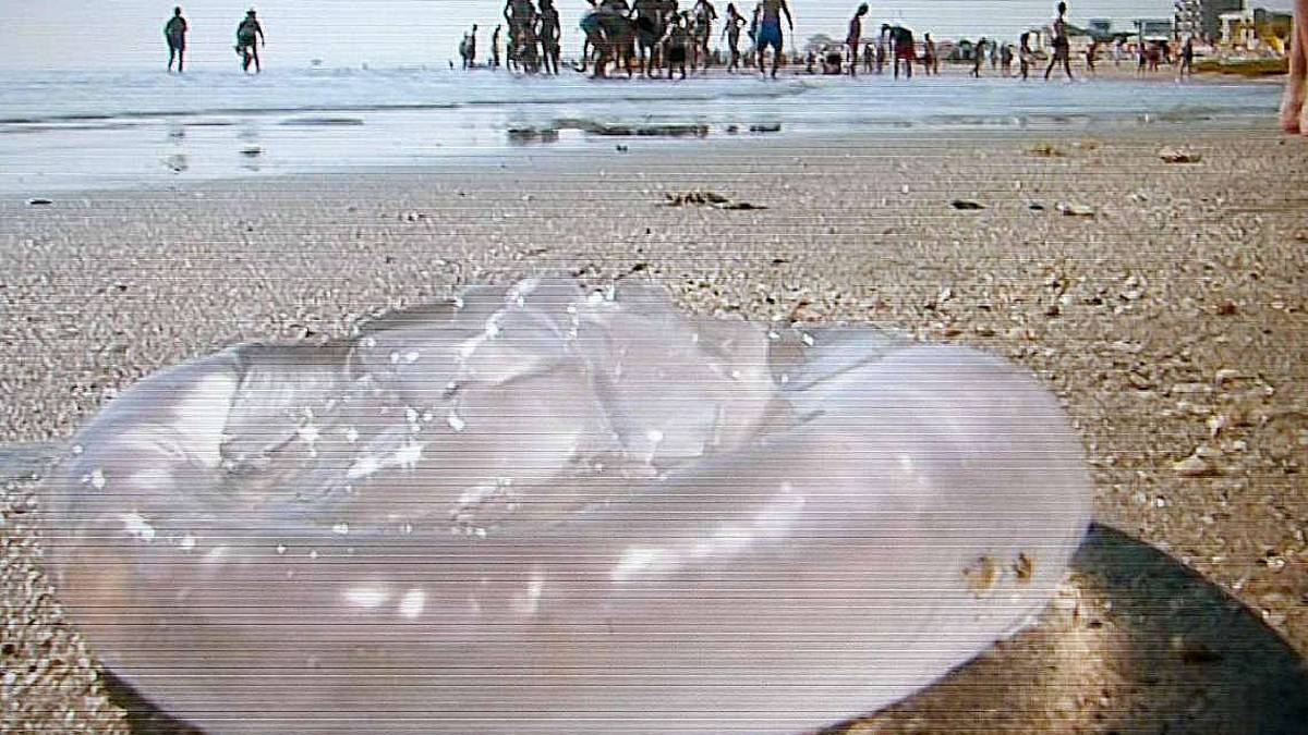 L’uomo chiede aiuto alle meduse per diventare più sostenibile