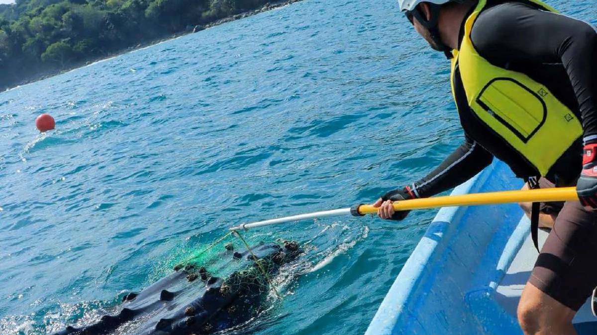 Lucio, nuova impresa del riccionese che salva le balene in Messico