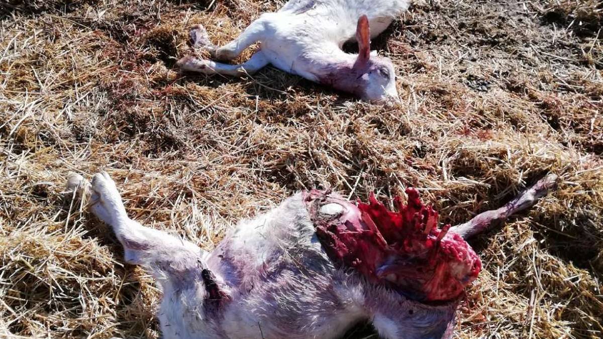 Borghi: lupi a Gorolo saltano il recinto e sbranano le capre