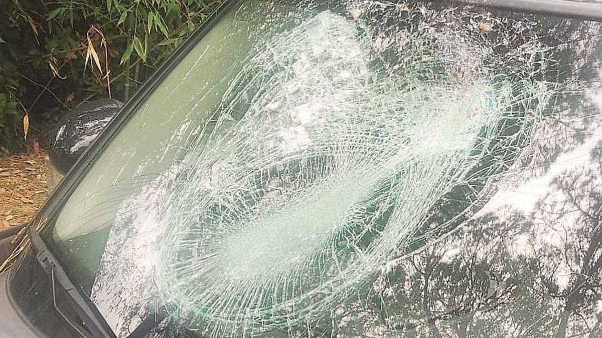Cesena, lepri contro un'auto: Sono viva per miracolo
