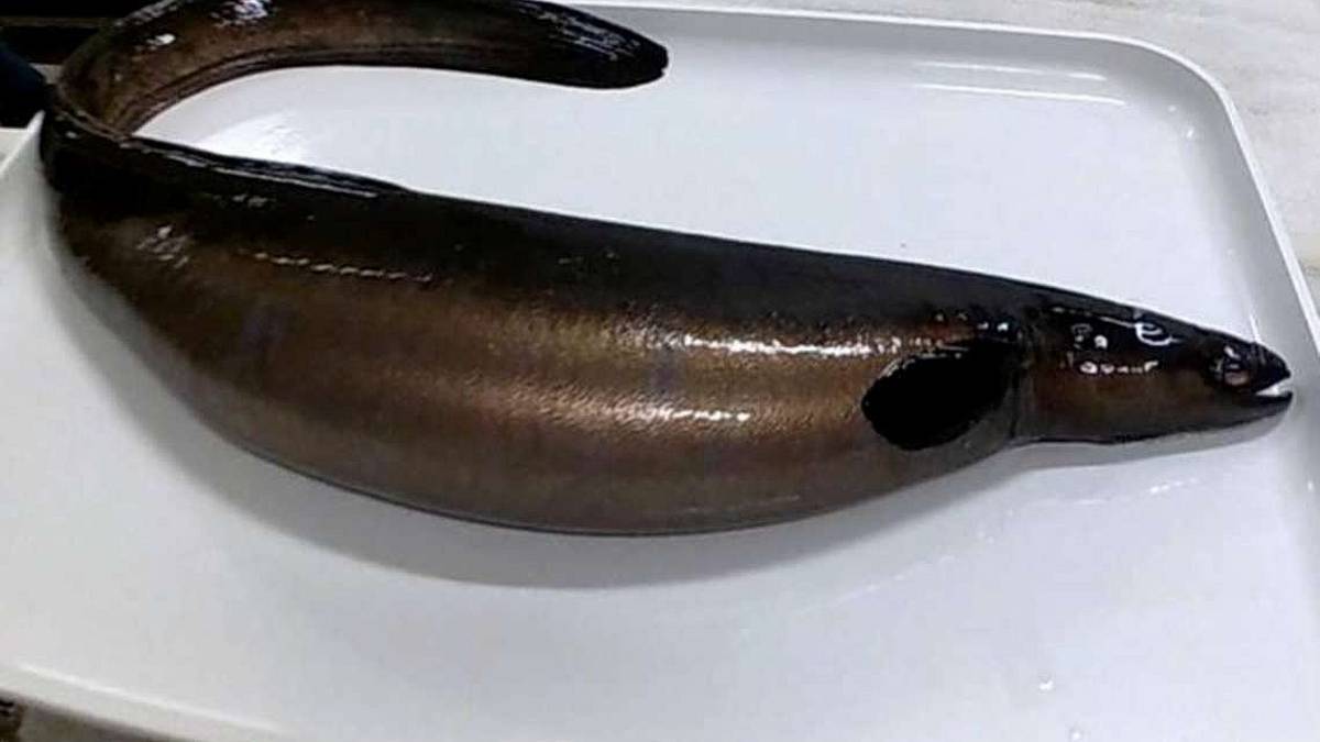 Cesenatico, un milione di piccole anguille riprodotte in nursery