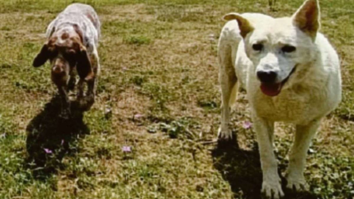 Il cibo per gli animali scarseggia al Rifugio di Ulmino