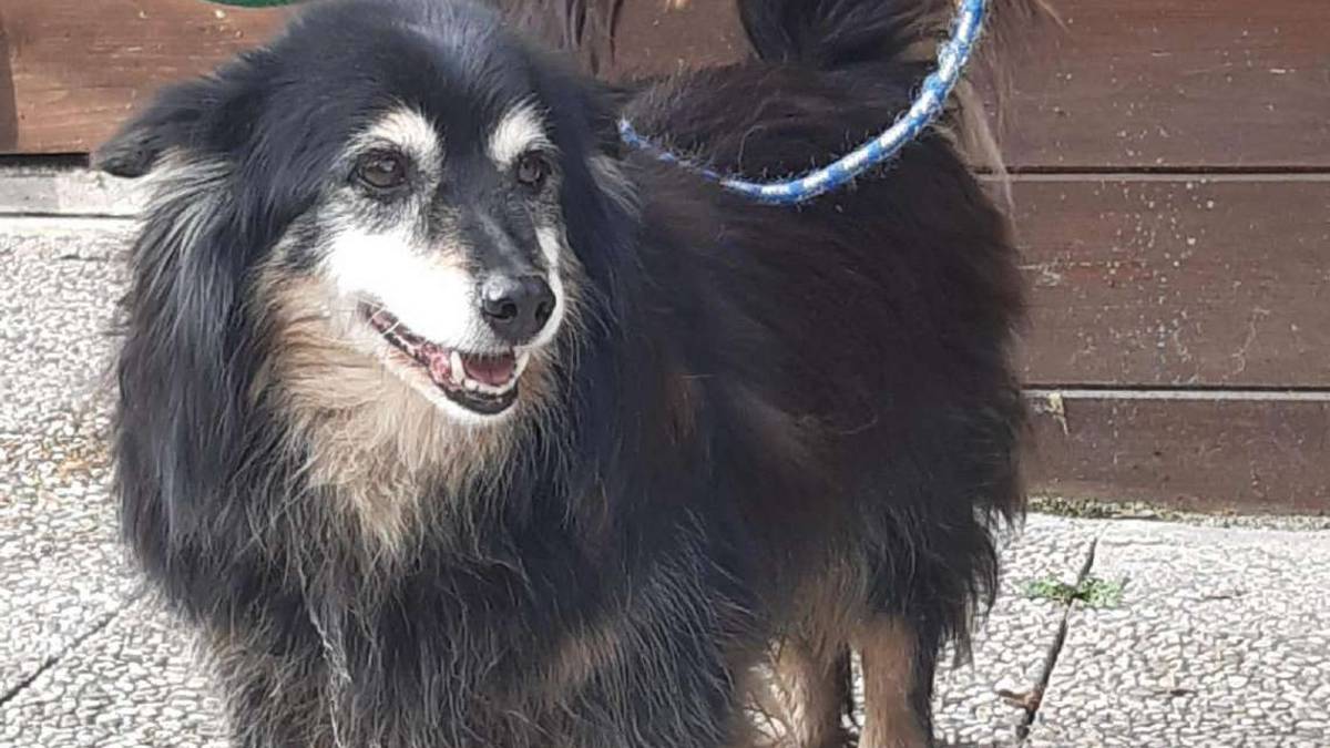 Tommy in canile attesa lunga 10 anni