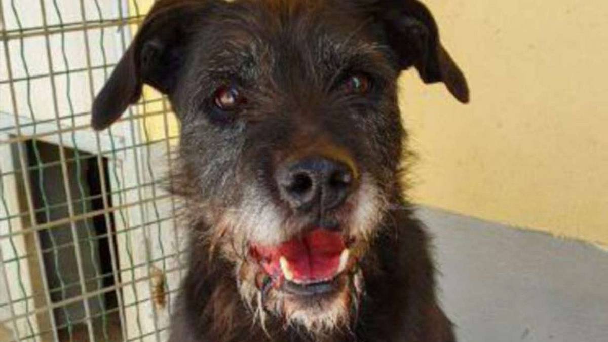 Kali da 10 anni in canile