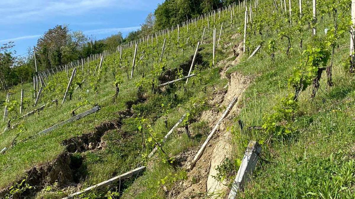 Quei preziosi vigneti di Modigliana mangiati dalle frane
