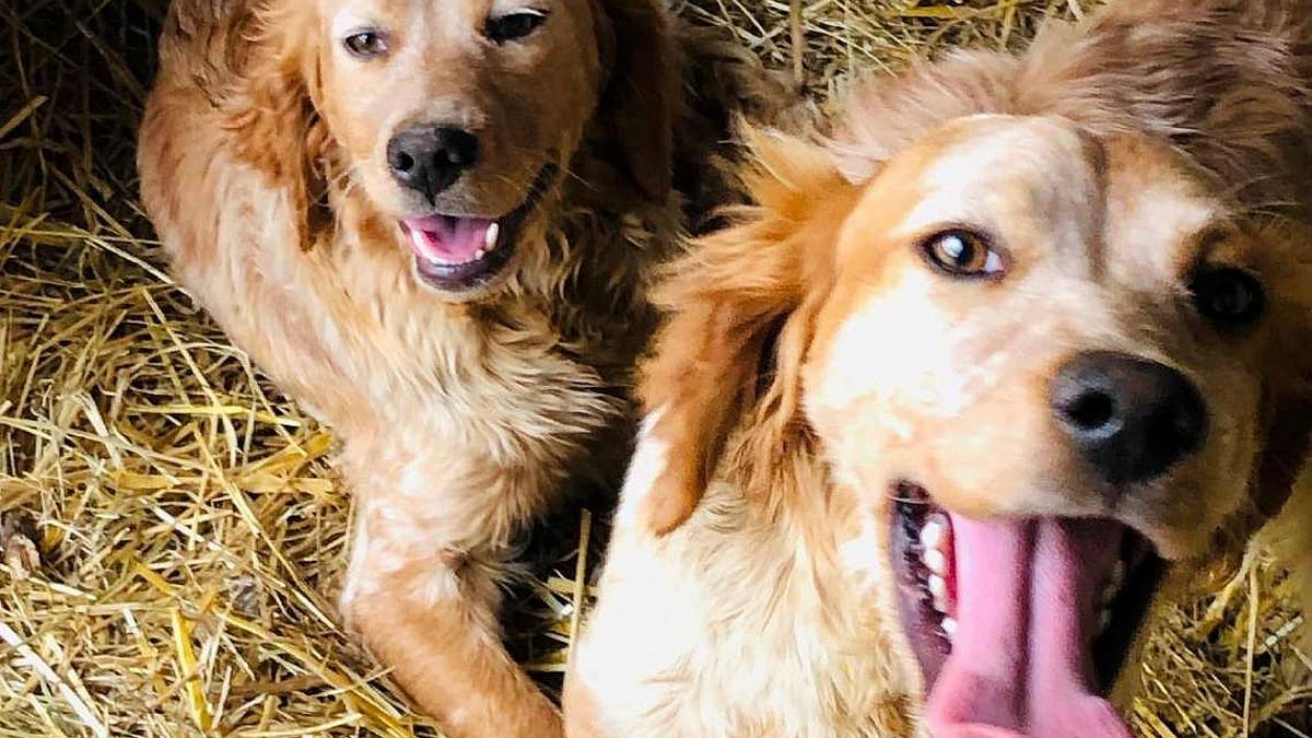 Due dolcissimi cuccioloni