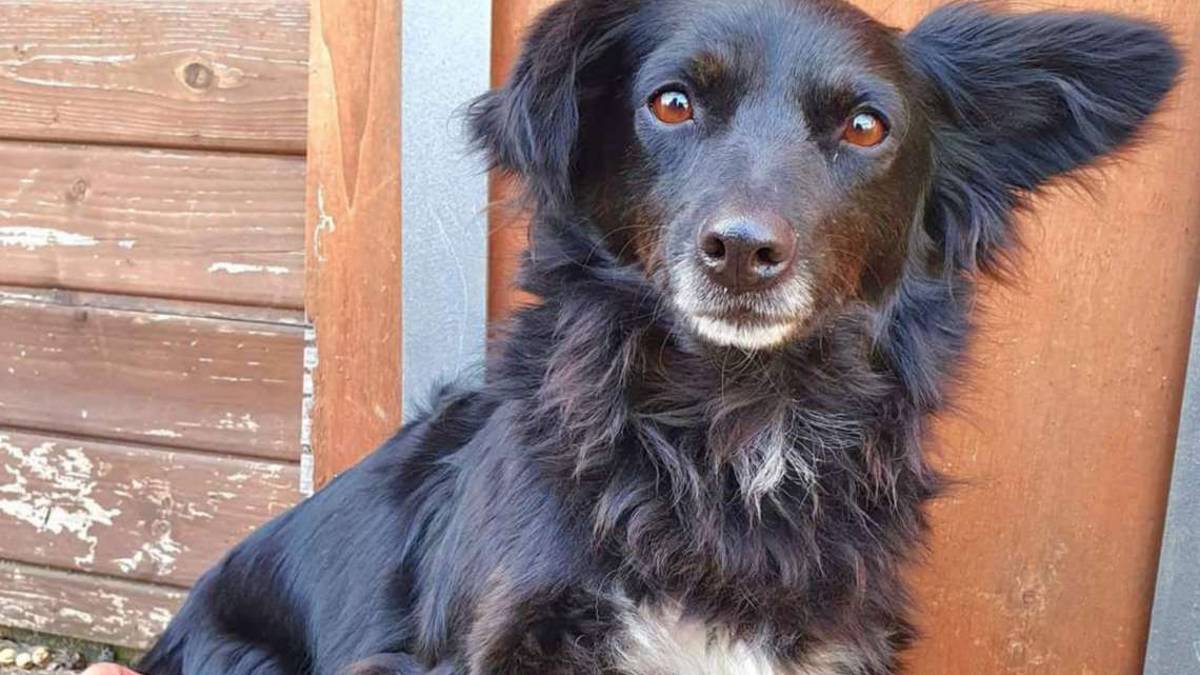 Tre cani meravigliosi