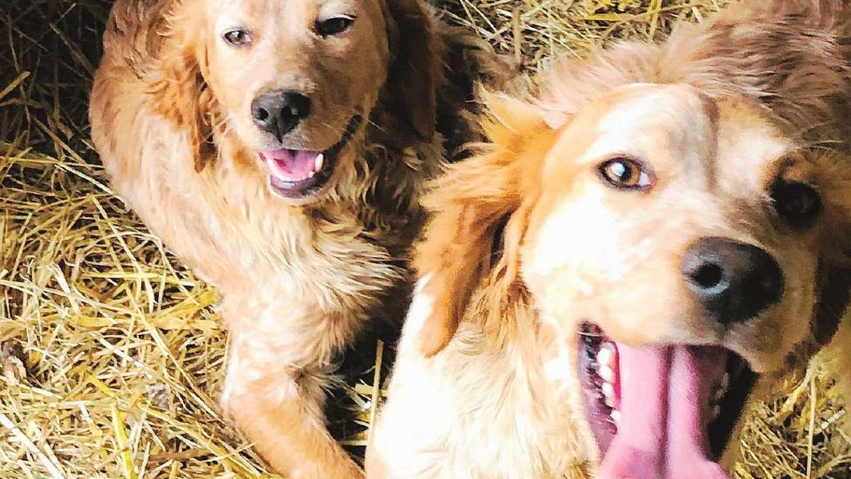 Dolcissimi cagnolini
