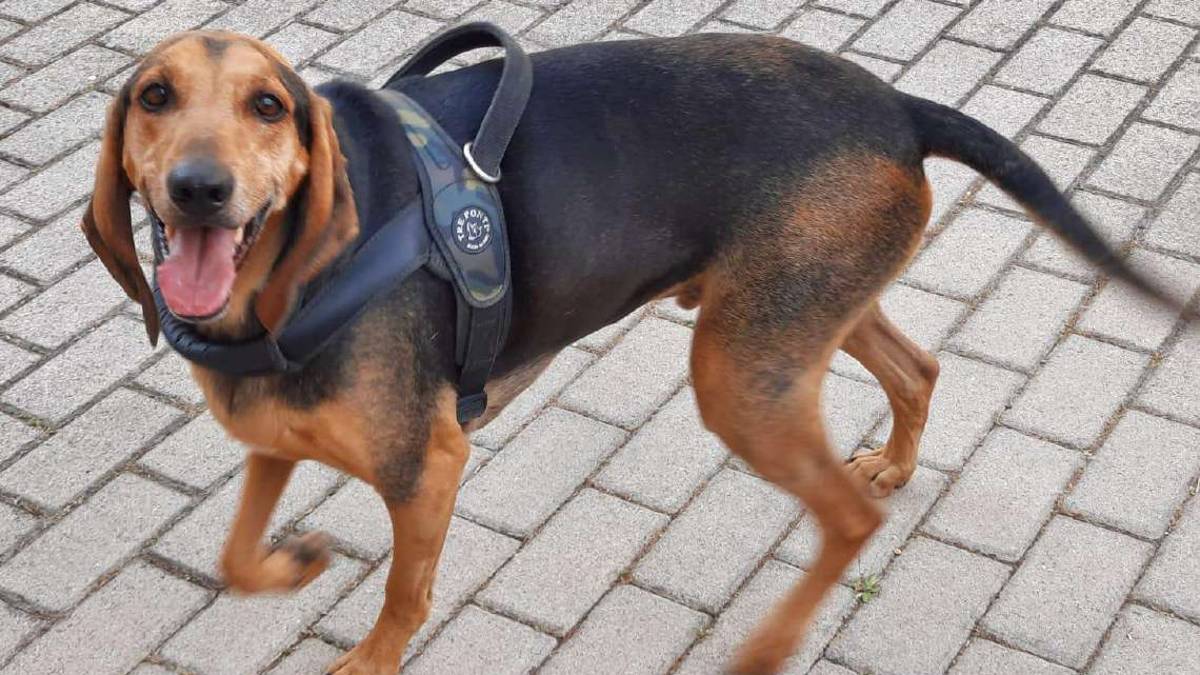 Ugo, dolce segugio a caccia di coccole