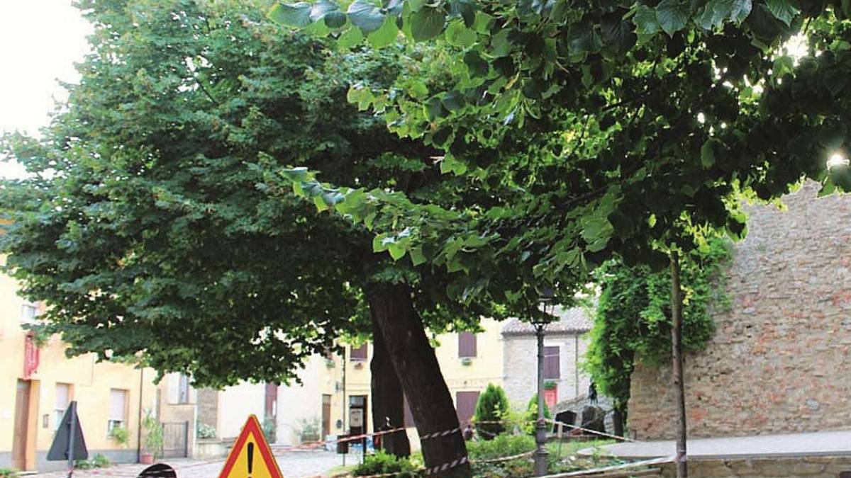 Monteleone, la disfida del tiglio. Salviamolo. No, meglio un parcheggio