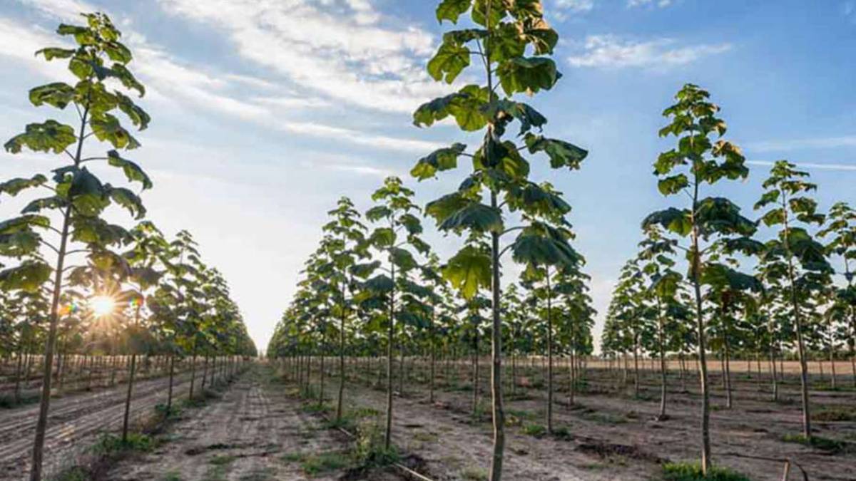 La Paulownia migliora la qualità dell’aria