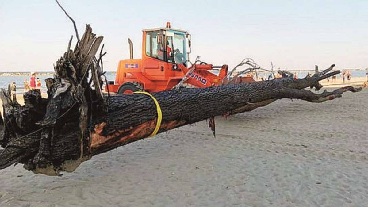 Cesenatico, alberi di 20 metri tra le onde: pericolo per le barche