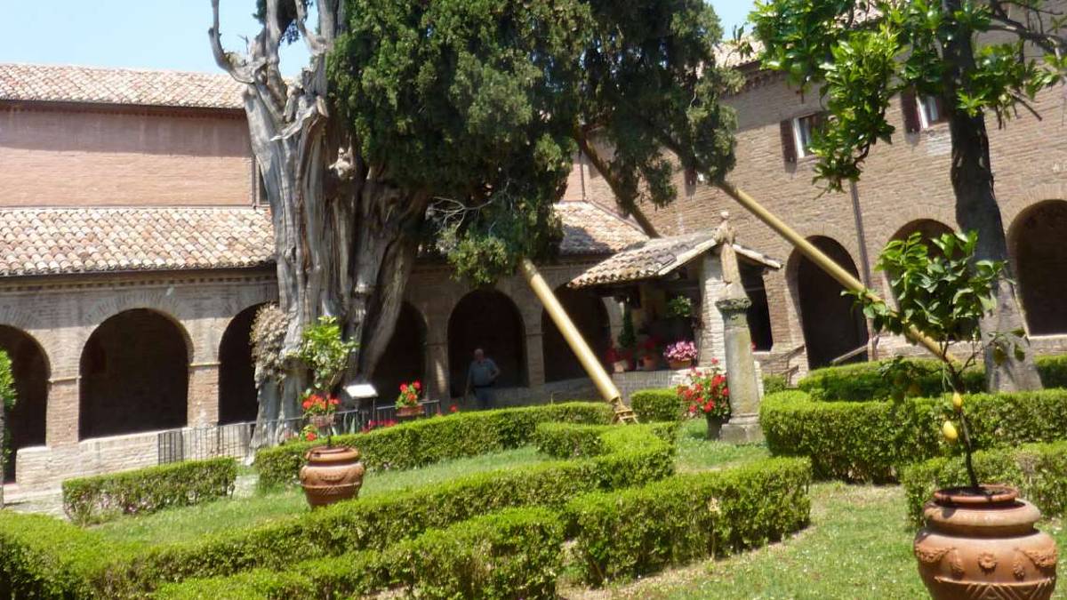 Il cipresso di San Francesco: uno degli alberi più vecchi d’Italia