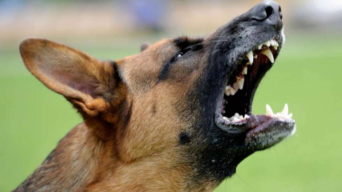 Rimini. Gli rubano il portafogli e lo fanno azzannare dal cane