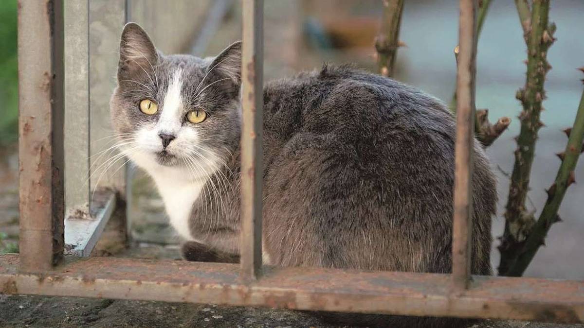Longiano, si allunga la lista dei gatti uccisi da auto o spariti