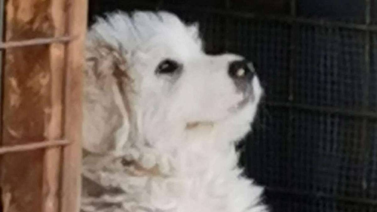 Fiocco ha trovato una casa