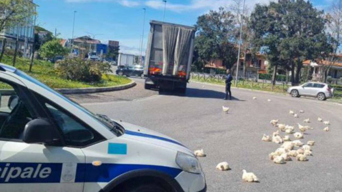 Savignano, camion perde il carico di polli vivi nella rotonda