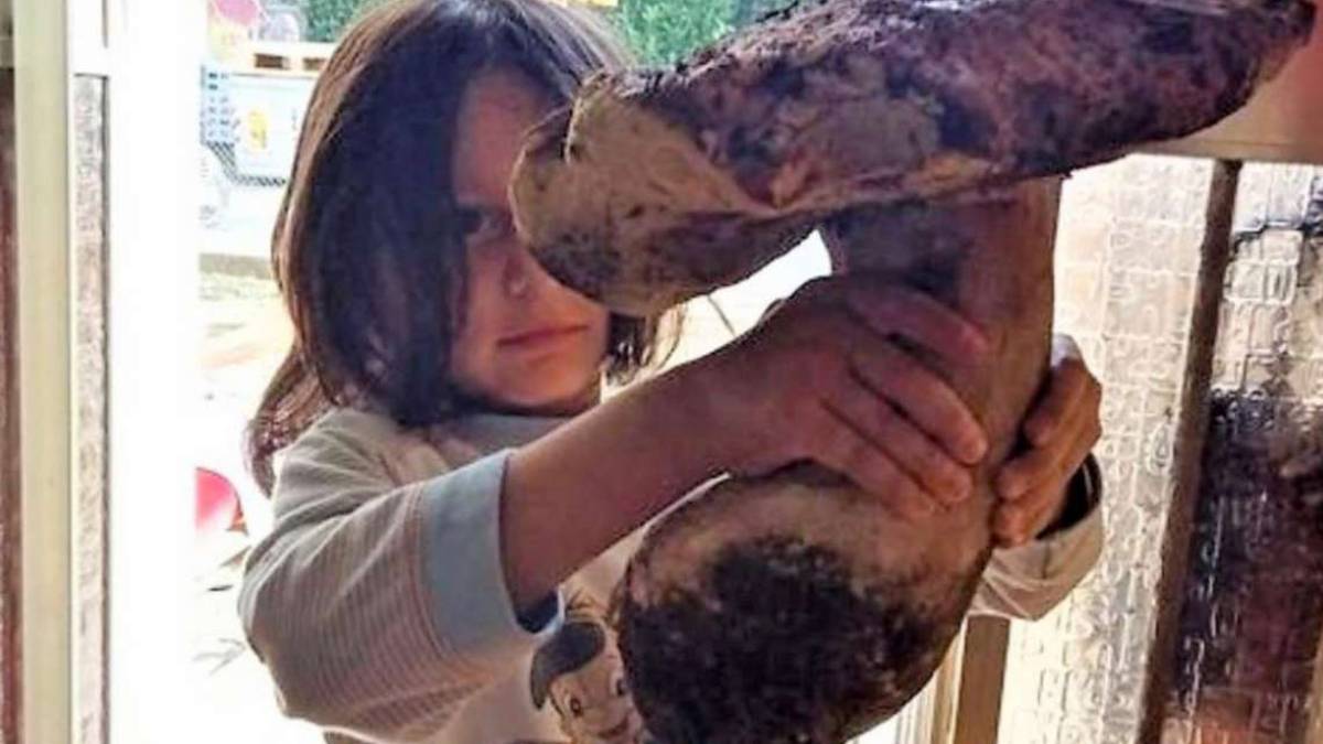 Santa Sofia, fungo porcino da 2,650 chili: come una Champions League
