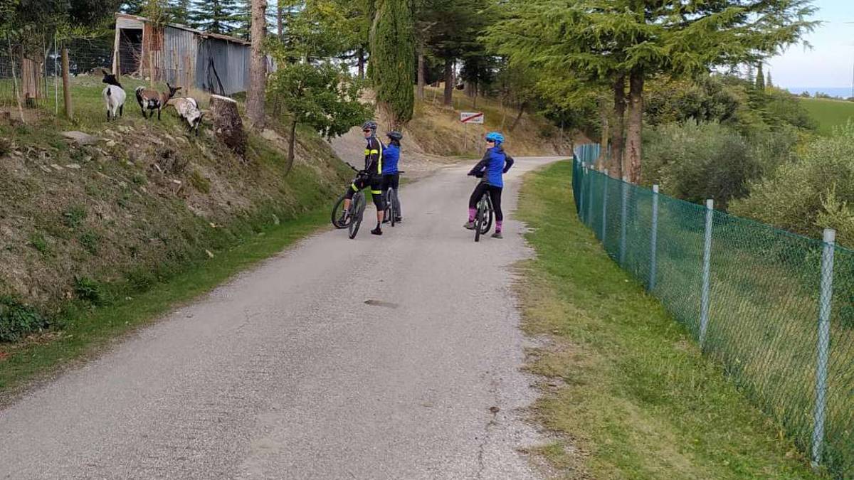 Roncofreddo, ciclista aggredito dai cani liberi lancia l'allarme