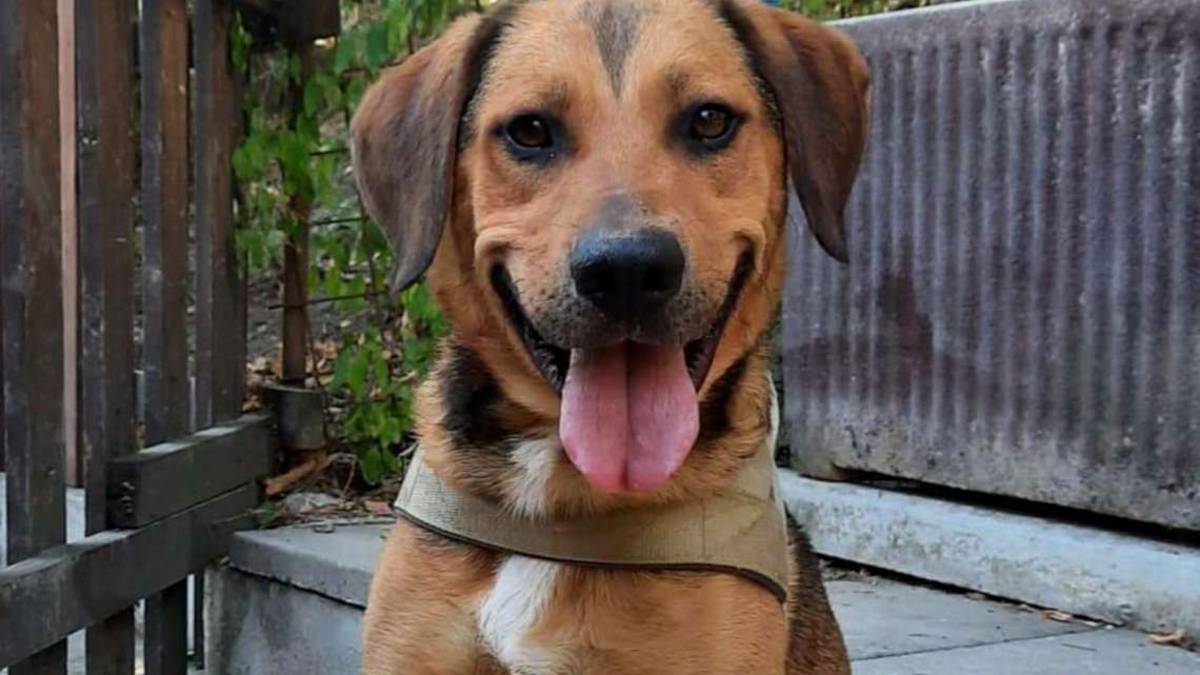 Cagnoloni in cerca di amore
